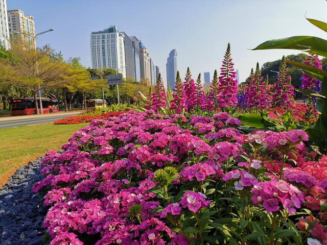 不服不行！深圳第一景觀大道又換鮮花了，顏值真的沒得說(shuō)