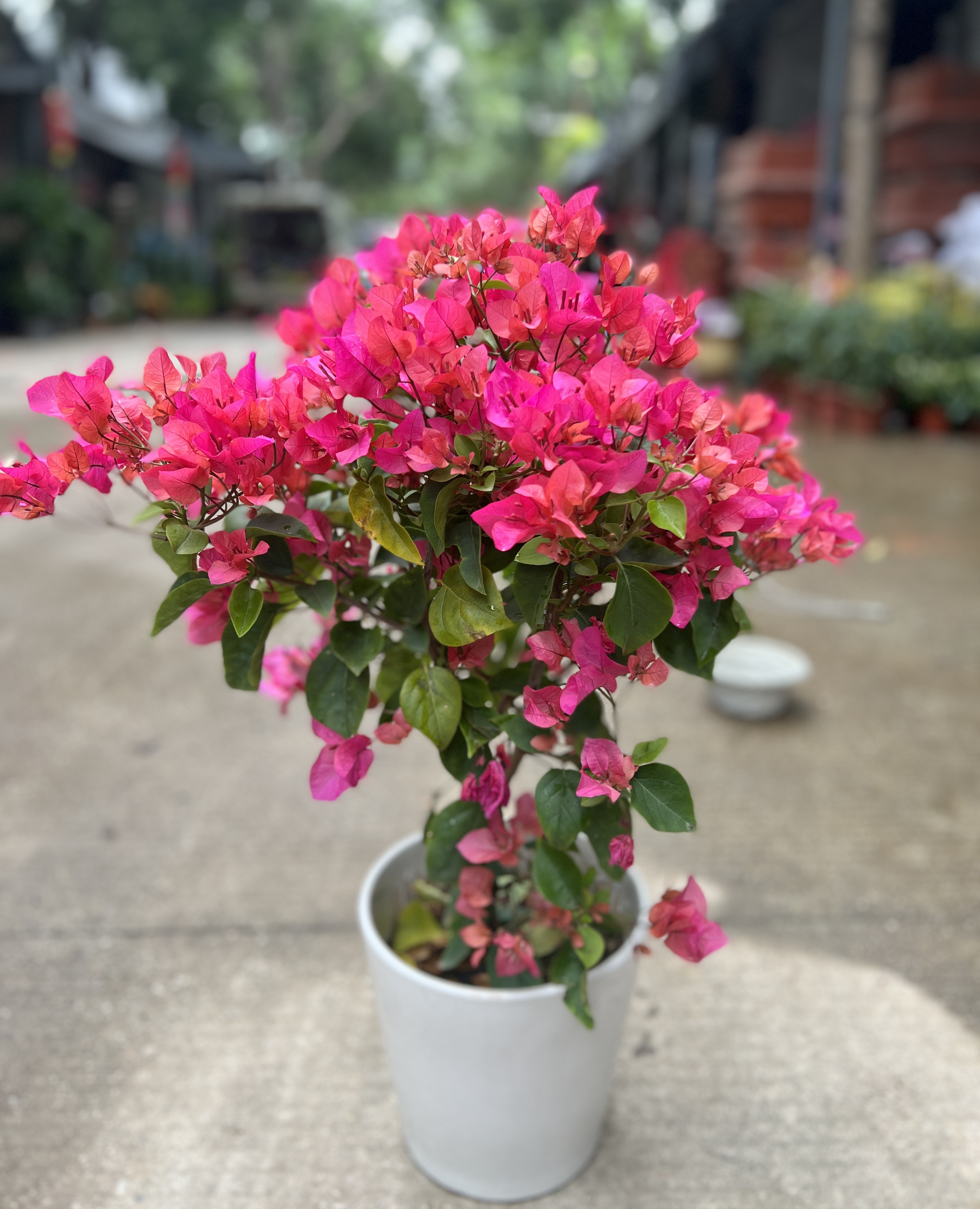 杜鵑花與三角梅 深圳的園林魅力與同城綠植配送服務(wù)