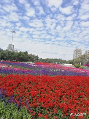深圳國(guó)際園林花卉博覽園 花海仙境，城市綠肺