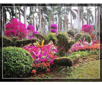 約起！刷爆朋友圈的深圳最美花海來(lái)啦！簕杜鵑花展等你打卡