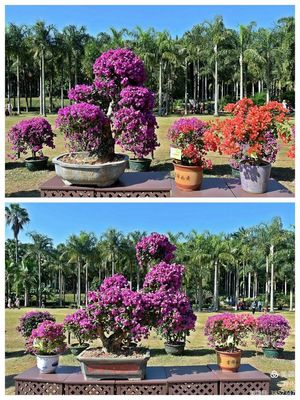 深圳花卉之瑰寶 簕杜鵑的別樣風姿