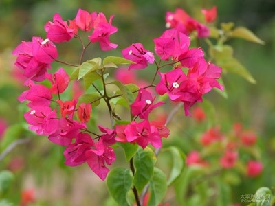 花開紫荊園，綠意滿人間——記深圳花卉之美