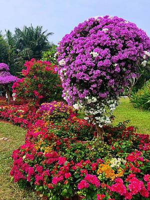 打卡深圳蓮花山公園，邂逅最美杜鵑花海