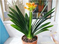 深圳市園內(nèi)園藝工程紅嶺花木租擺服務詳情