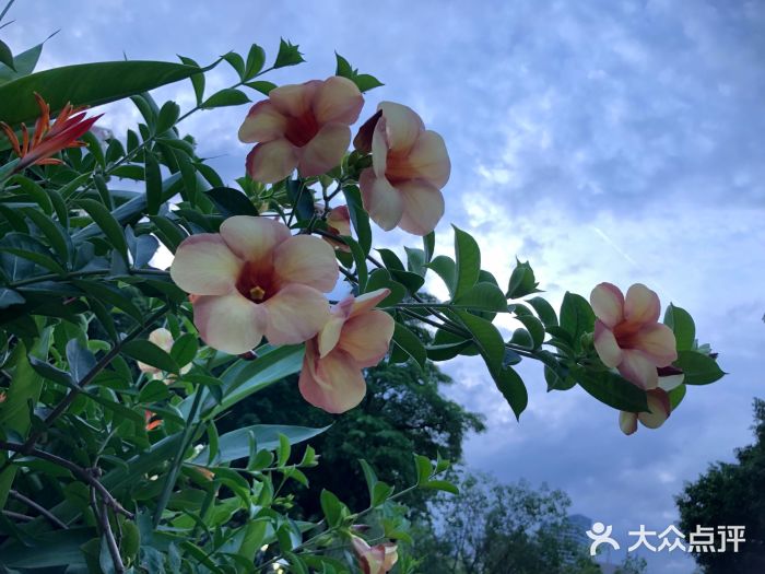 深圳國(guó)際園林花卉博覽園 都市中的花海綠洲