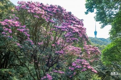 深圳梧桐山 毛棉杜鵑花海，春日里的粉紅詩(shī)篇