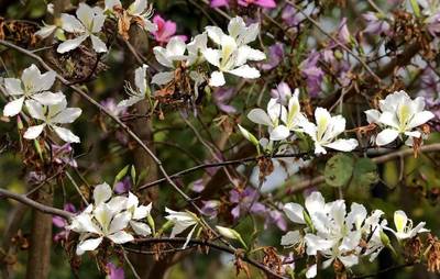 驚蟄 | 深圳，聞所未聞的六個(gè)“花花事”