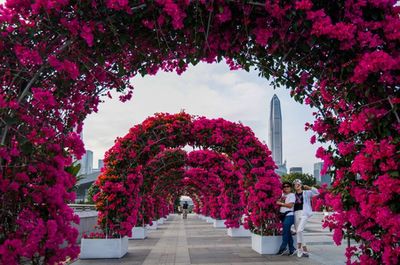 深圳簕杜鵑花展盛裝啟幕 20萬(wàn)株花卉織就冬日花海