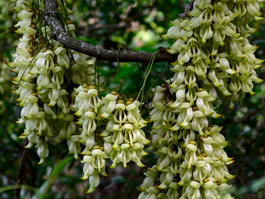 禾雀花下，深圳的生態(tài)之眼