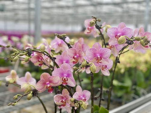 沙漠蝴蝶蘭 申城年宵花市新寵，手機(jī)下單直送到家