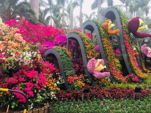 2018年深圳市蓮花山勒杜鵑花展 一場繽紛的城市生態(tài)盛宴