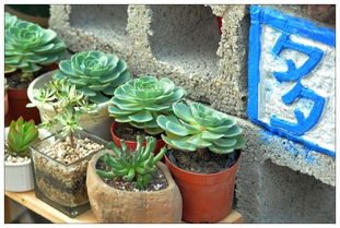 深圳荷蘭花卉小鎮(zhèn) 鵬城中的郁金香之夢