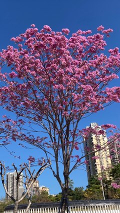 鵬城花語 深圳路邊花卉的文化與美學(xué)