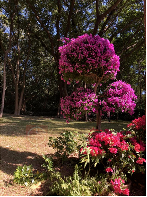 探秘“深圳市花” 簕杜鵑，綻放在鵬城的熱情與堅(jiān)韌
