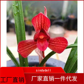 南北繁花映雙城 浙江園藝與深圳花卉的綠色交響